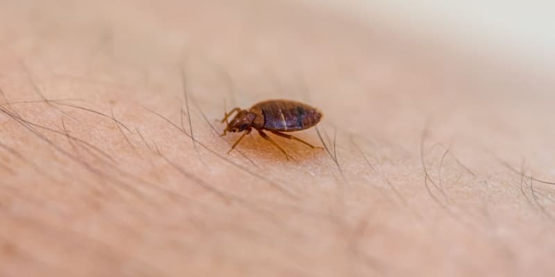Are Bed Bugs Harmful to Humans?