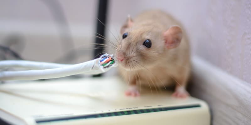 Are Rodents a Common Problem for Northern Kentucky Homeowners?