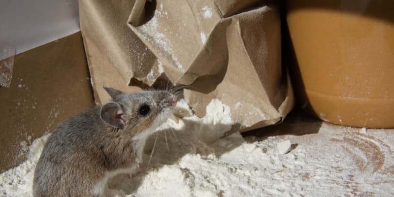 Are Rodents a Problem in the Cincinnati, OH Area?