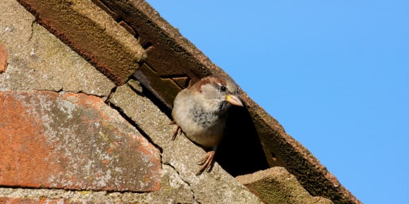 Best Bird Deterrents for Homes in Cincinnati: What Really Works?