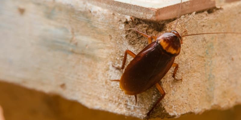 Best Cockroach Exterminators in Cincinnati, OH