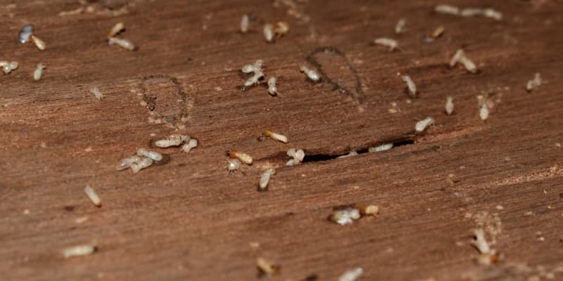 Best Termite Prevention Tips for Homeowners in Northern Kentucky