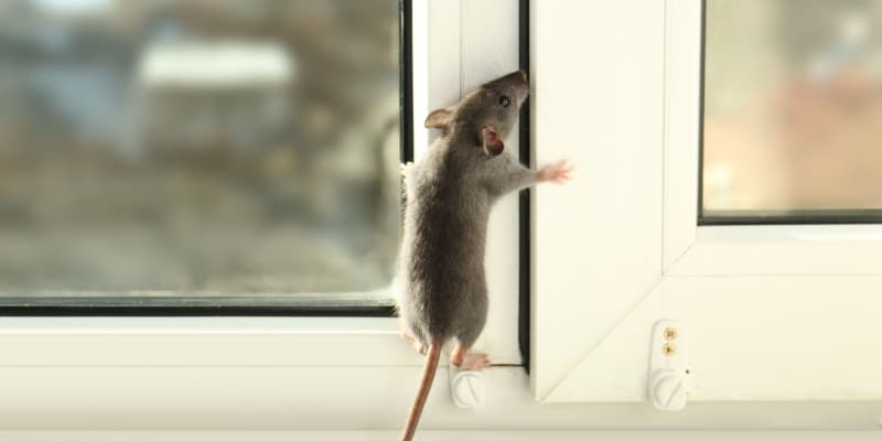 Cincinnati, OH Rat and Mouse Control