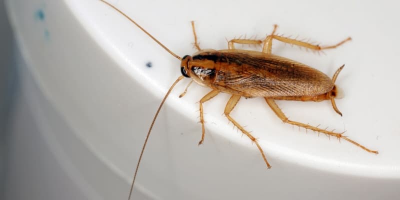 German Cockroaches in Northern Kentucky: A Growing Problem in Apartments and Restaurants