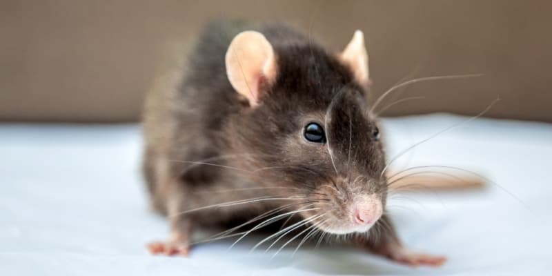 How Cincinnati’s Riverfront and Older Neighborhoods Increase Rodent Activity