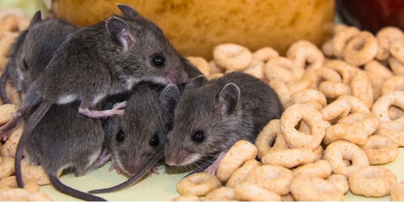 How Fast Can Rats and Mice Multiply? The Hidden Danger for Northern Kentucky Homes