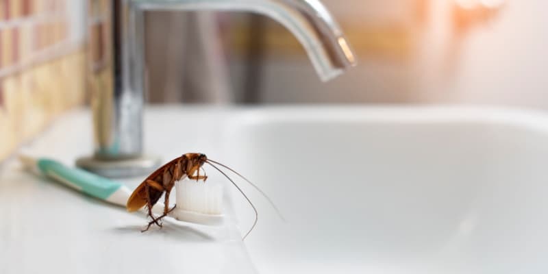 How Professional Cockroach Control Can Protect Your Home