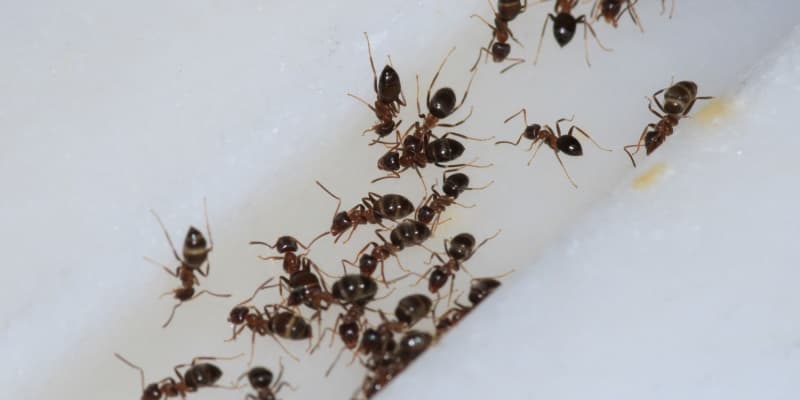 How to Determine If You Have an Ant Problem in Your Cincinnati Home