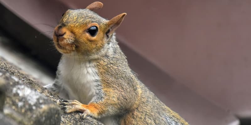 How to Prevent Squirrels from Nesting in Your Northern Kentucky Roofline
