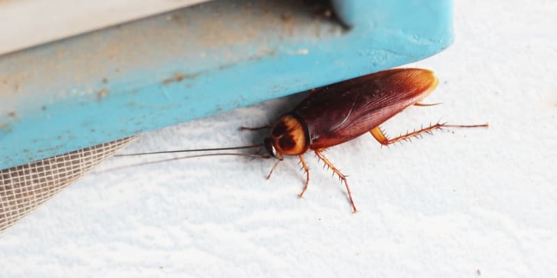 If I See One Cockroach, Should I Be Worried About an Infestation?