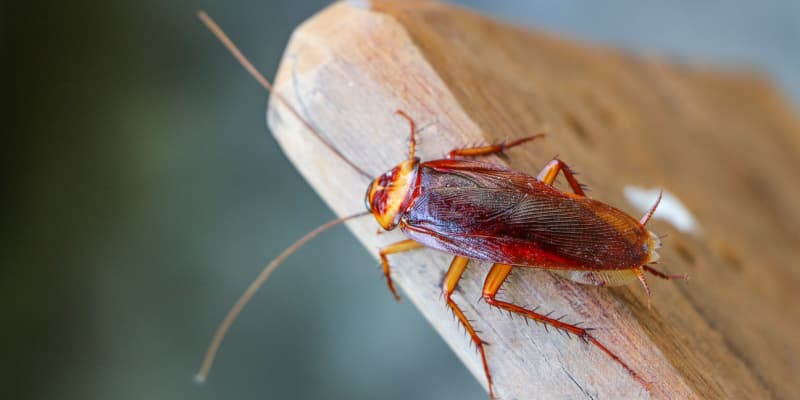 If I See One Cockroach, Should I Be Worried?