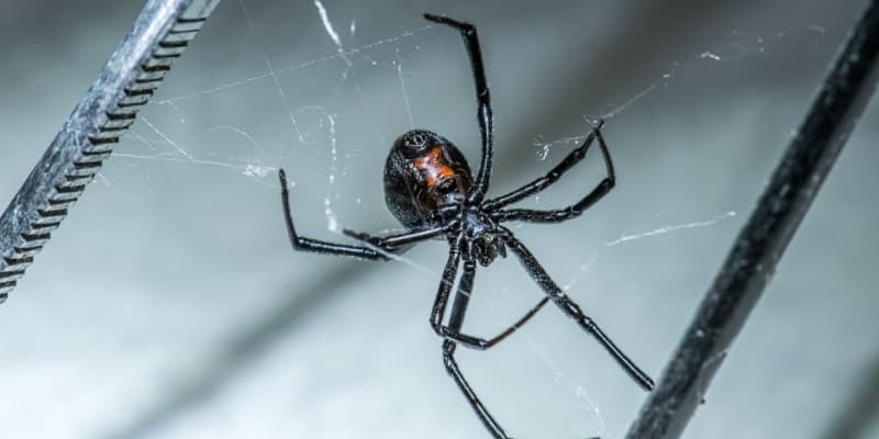 Is Your Basement a Haven for Spiders? Cincinnati Homeowner Prevention Tips