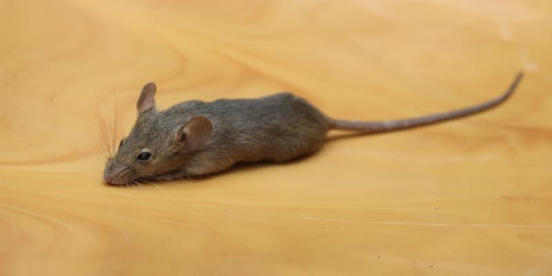 Mouse Traps vs. Professional Pest Control in Cincinnati: What Works Best?
