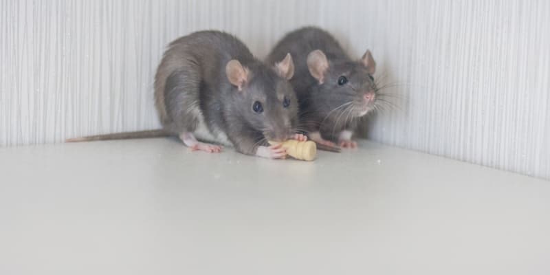 Northern Kentucky Rat Infestations: Signs You Need Professional Help