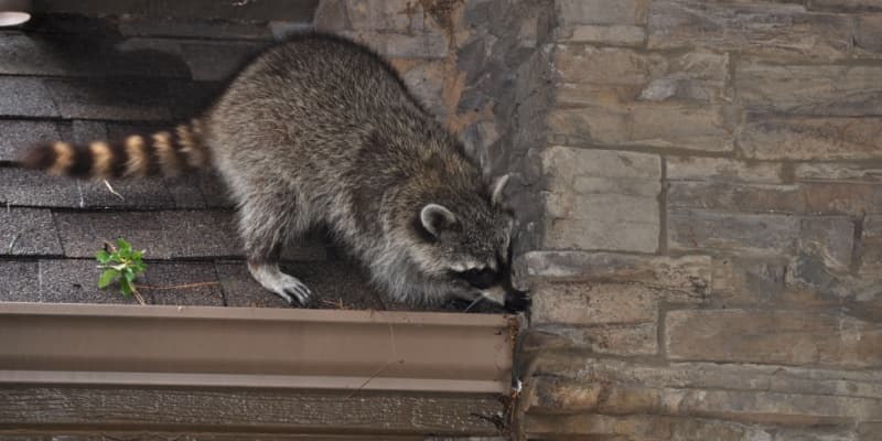 Raccoon Removal Experts in Cincinnati, OH
