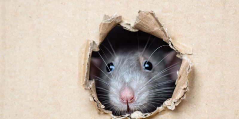 Rodent Problems in Cincinnati