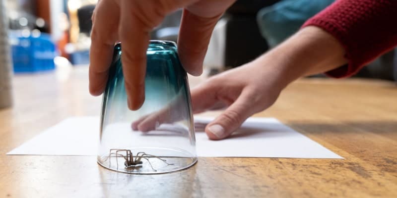 Spider Problems in Northern Kentucky