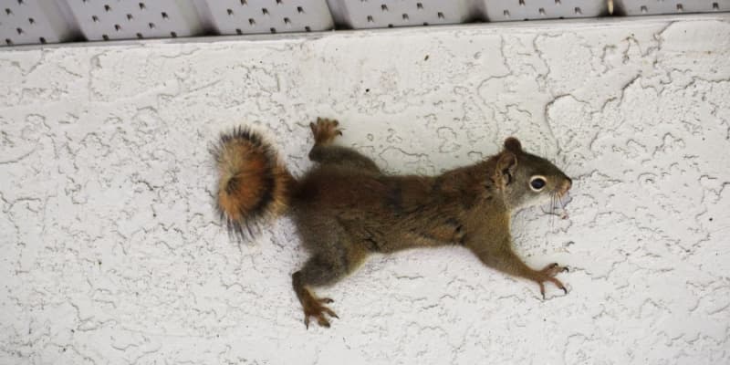 Squirrel Damage: What These Pests Can Do to Your Home