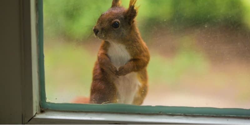Squirrel Problems for Cincinnati Homeowners
