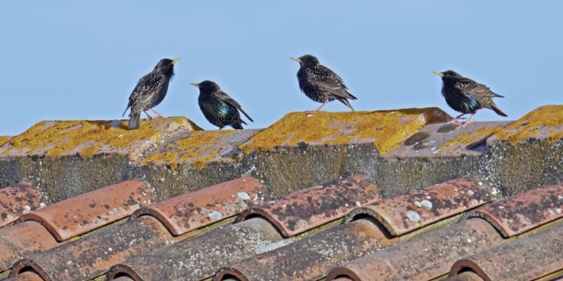 The Best Time of Year to Bird-Proof Your Home in Cincinnati, OH