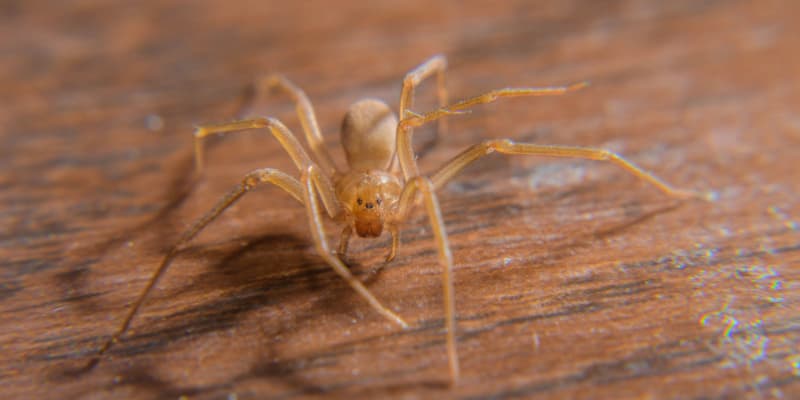 What Are the Most Common Spiders in Northern Kentucky?