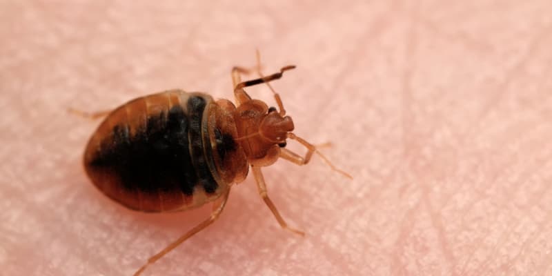 What Do Bed Bugs Look Like?