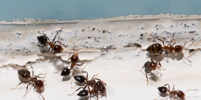 What Kind of Ants Are There in Cincinnati?