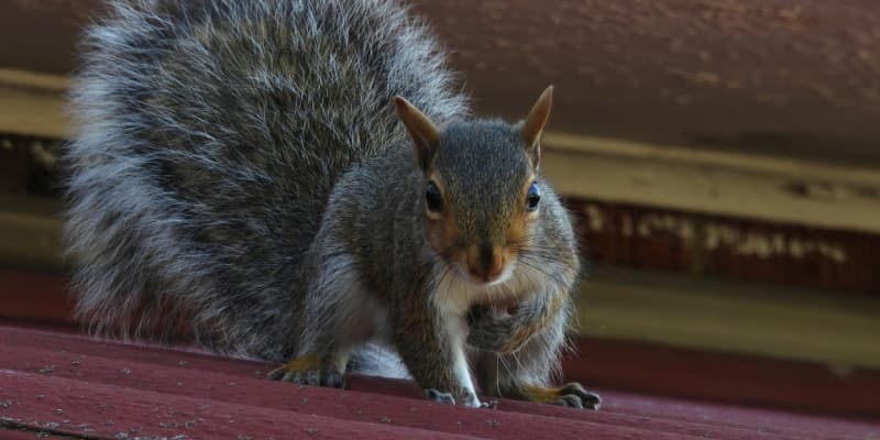 What Should I Do If I Have Squirrels in My Attic?