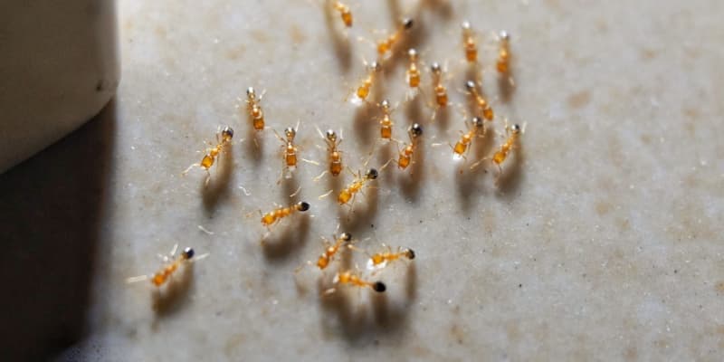 What Types of Ants Live in Northern Kentucky?