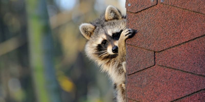 Who’s the Best Company for Wildlife Removal in the Northern Kentucky Area?