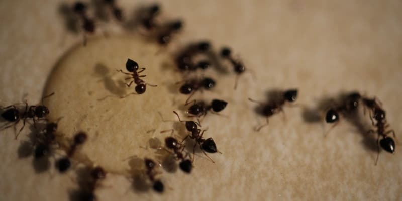 Who’s the Best Exterminator for Getting Rid of Ants in Union, KY?