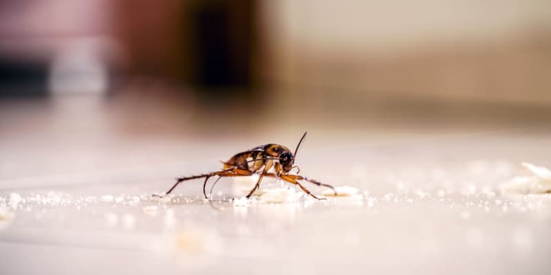 Why Cockroaches Love Cincinnati Homes—and How to Kick Them Out