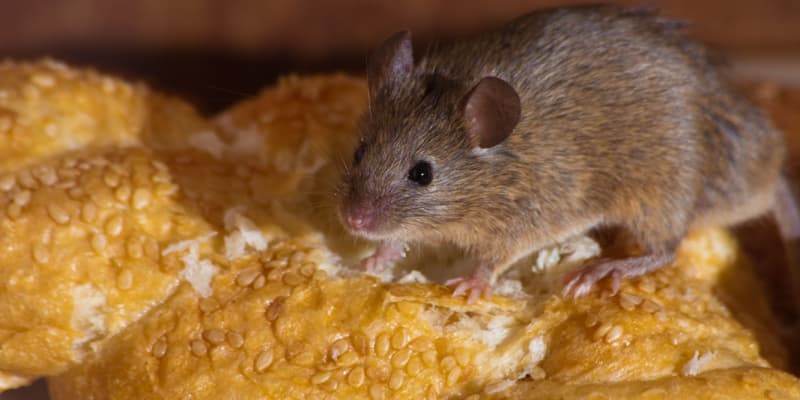 Why Does My Mouse Problem Keep Coming Back?