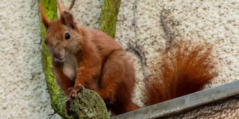 Why Squirrels Are a Year-Round Threat to Cincinnati Homes