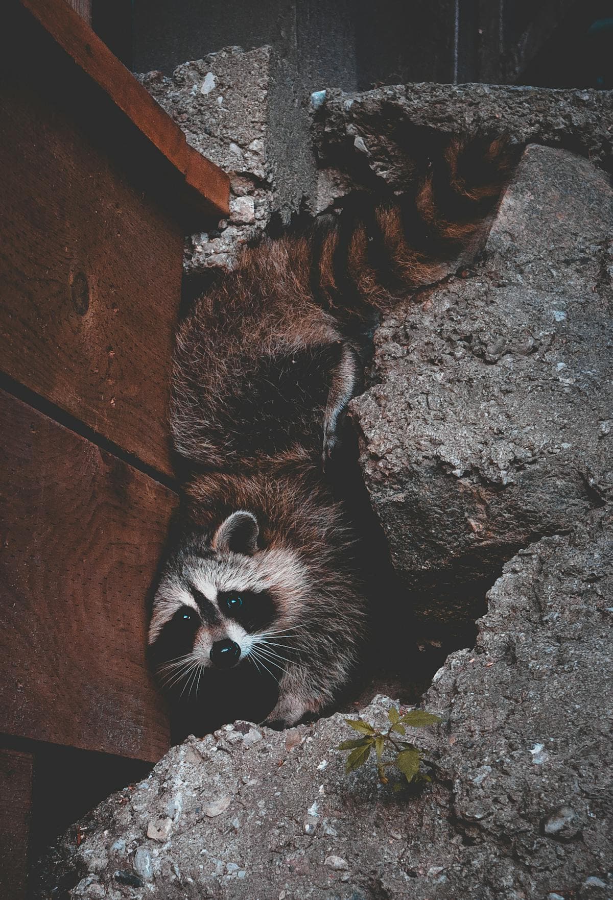 Wildlife Control