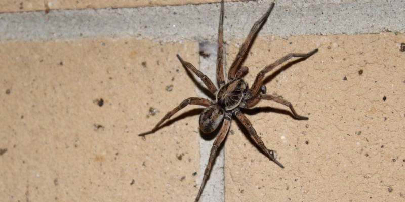 Spider Control Experts in Cincinnati, OH