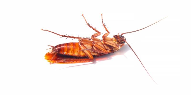 Best Cockroach Control Experts in Union, KY