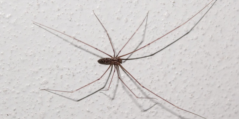 Are Spiders a Common Problem for Cincinnati Homeowners?