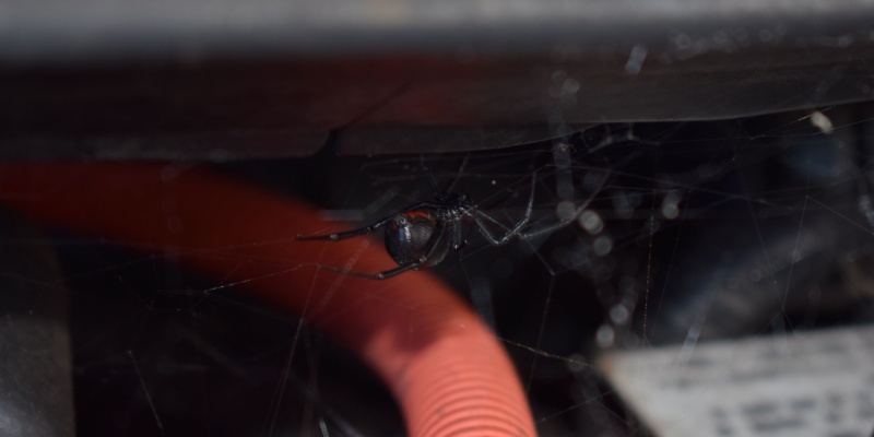 Protect Your Cincinnati Home from Spiders