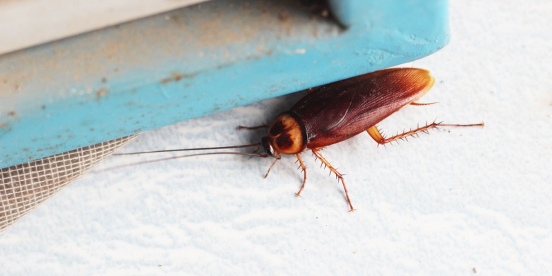 If I See One Cockroach, Should I Be Worried About an Infestation?