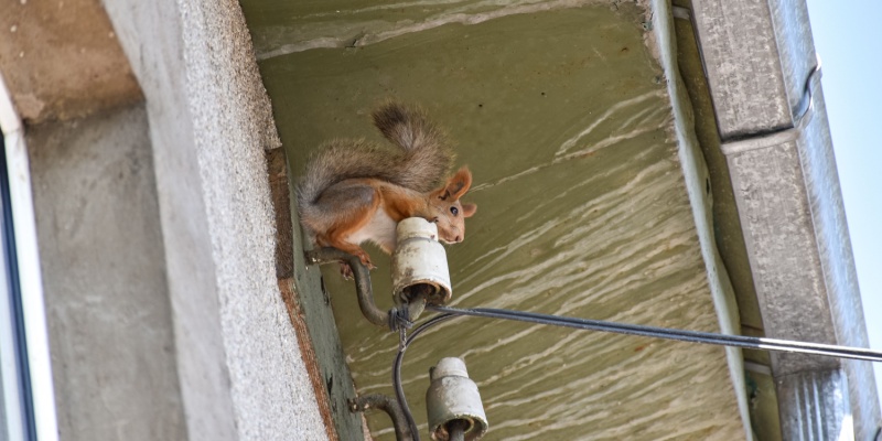 Protect Your Cincinnati Home from Squirrels