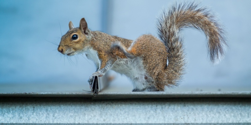 Squirrel Trapping and Removal Services in Cincinnati, OH