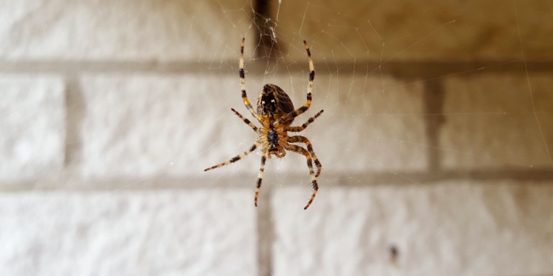 What Should I Do If I Have a Spider Problem in My Home?