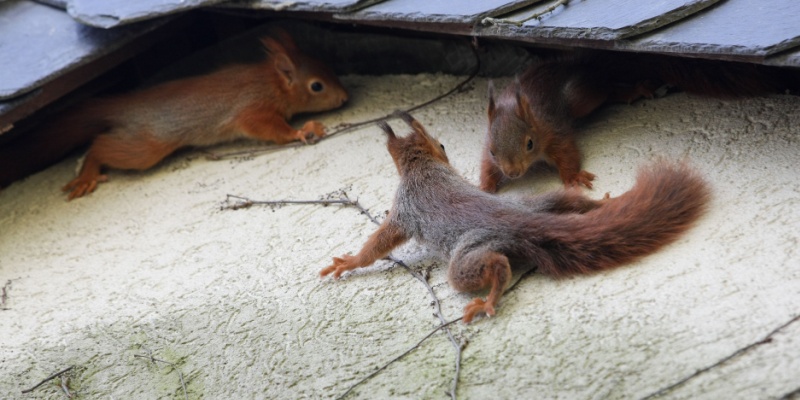 How Do I Get Rid of a Squirrel Problem?