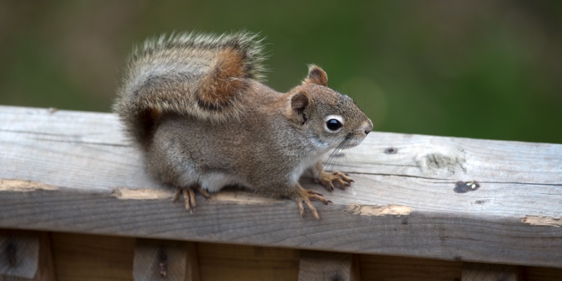 What Should I Do If Squirrels Are Destroying My Property?