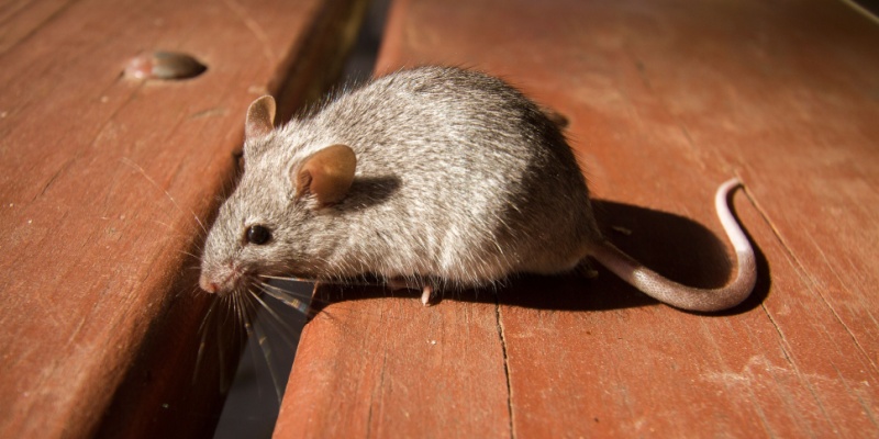 How to Determine if You Have Mice in Your Home