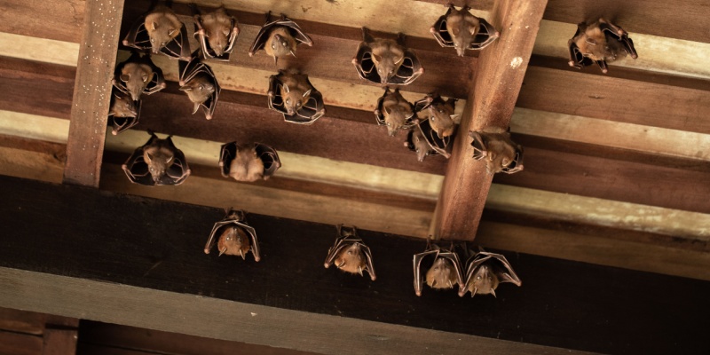 How Do I Know If I Have Bats in My Attic?