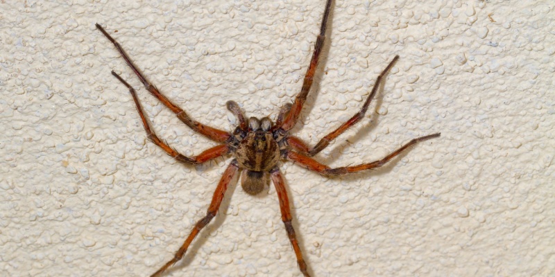 What Types of Spiders Are Most Common in Northern Kentucky?