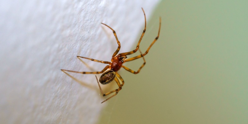 How to Eliminate a Spider Infestation from Your Home