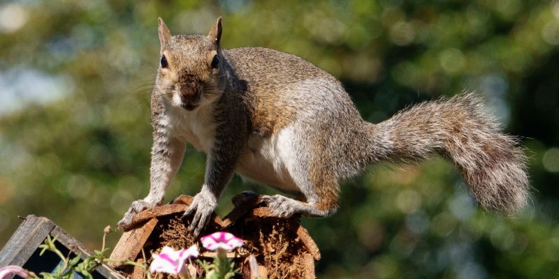 Squirrel Control Experts in Cincinnati, OH